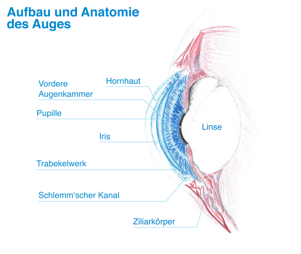 Augenpraxis Weyhe, Aufbau und Anatomie des Auges, Legende Hornhaut, Linse, Pupille, Vordere Augenkammer, Pupille, Iris, Trabekelwerk, Schlemm'scher Kanal, Ziliarkörper